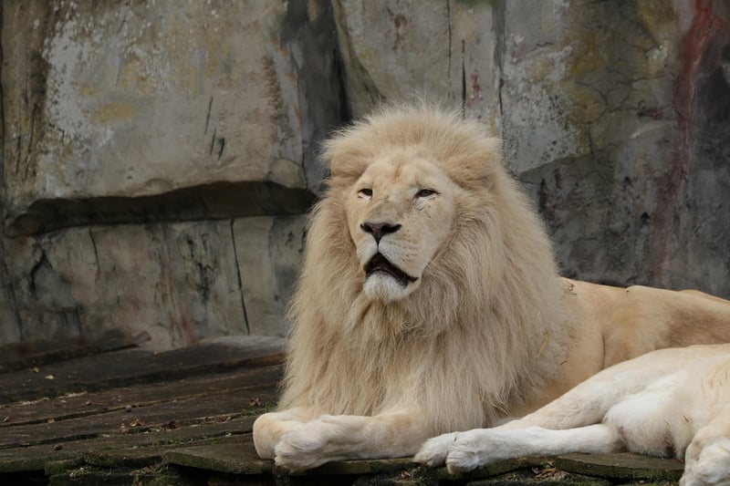 African Lion